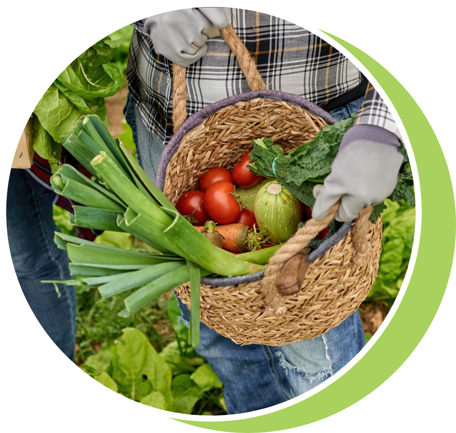 Farm Photo gathered vegetables in a basket