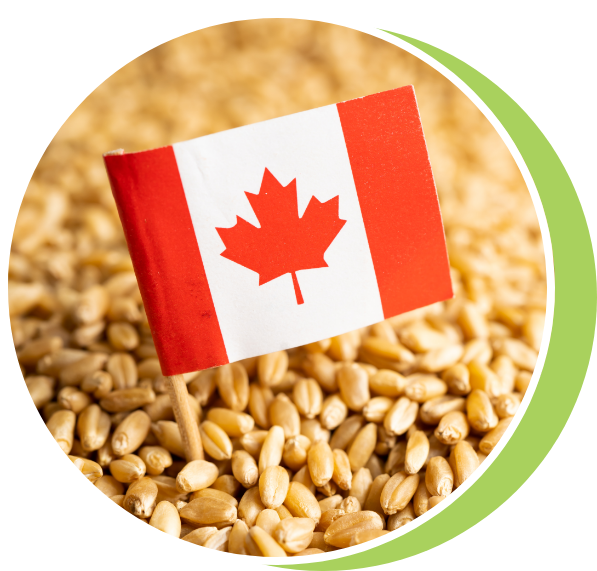 Made in Canada Image Made in Canada Flag in grains
